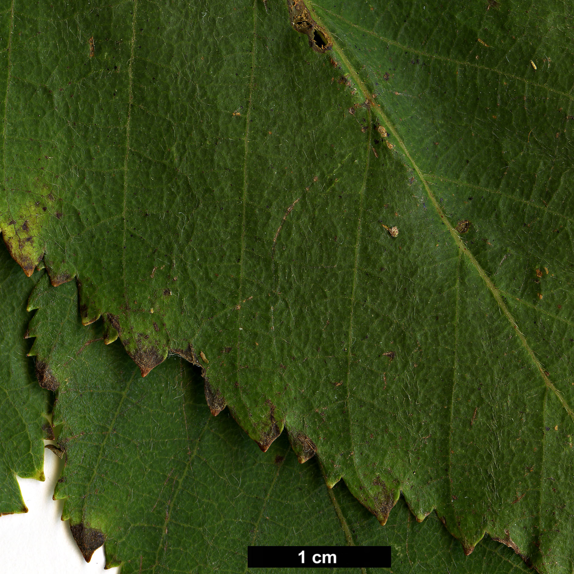 High resolution image: Family: Betulaceae - Genus: Betula - Taxon: utilis - SpeciesSub: subsp. albosinensis